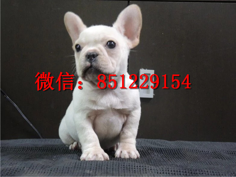 法牛犬行情走勢揭秘，溫馨日常背后的市場趨勢