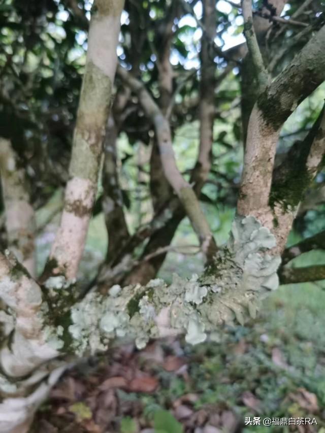 老樅紅茶價(jià)格，深度探討歷史背景與地位影響下的價(jià)格走勢(shì)