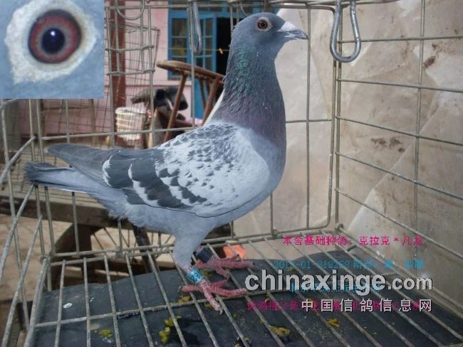 最新臺鴿翱翔夢想，學習鑄就自信之翼