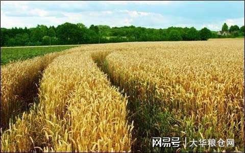 今天小麥最新價(jià)格行情，變化中的機(jī)遇與自我成長(zhǎng)潛力探索