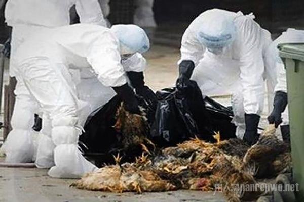 全球禽流感最新動態(tài)，全球態(tài)勢與多方觀點深度解析